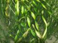 Akváriumi növények - Vallisneria  contortionist csavart levelű vallizneria